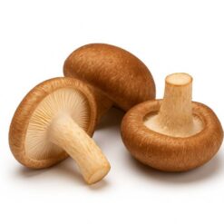 Shiitake