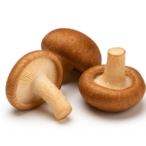Shiitake