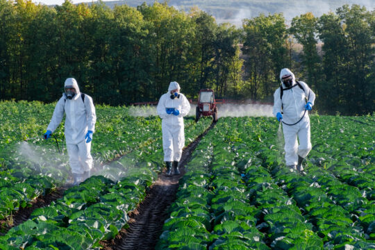 farmers spraying pesticide field mask harvest protective chemical three - Contaminantes Orgánicos Persistentes (COP) en alimentos orgánicos: Listado y Uso en España