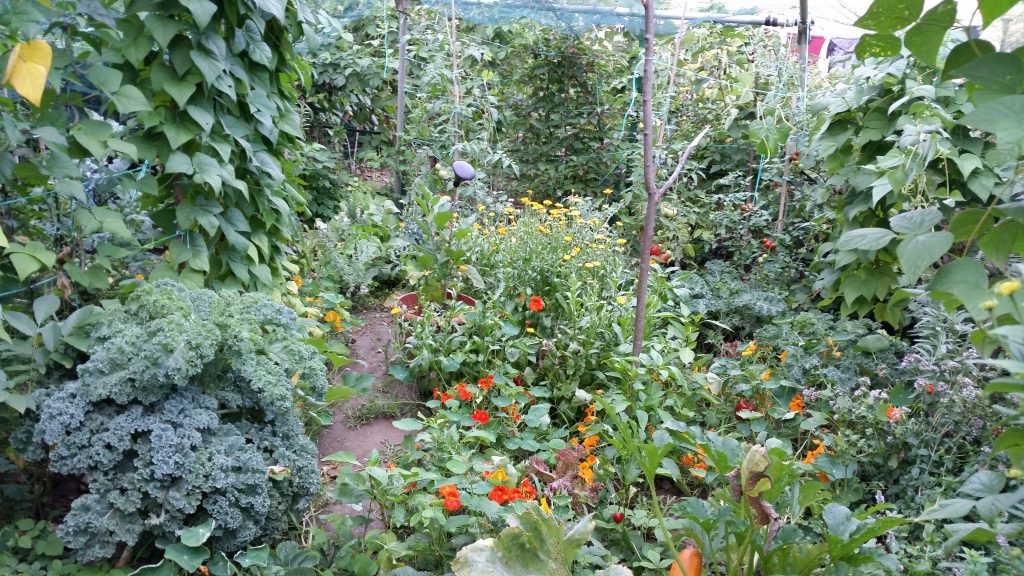 intercropping o intercambio floral - ¿ Qué es la intercalación floral o intercropping floral ?