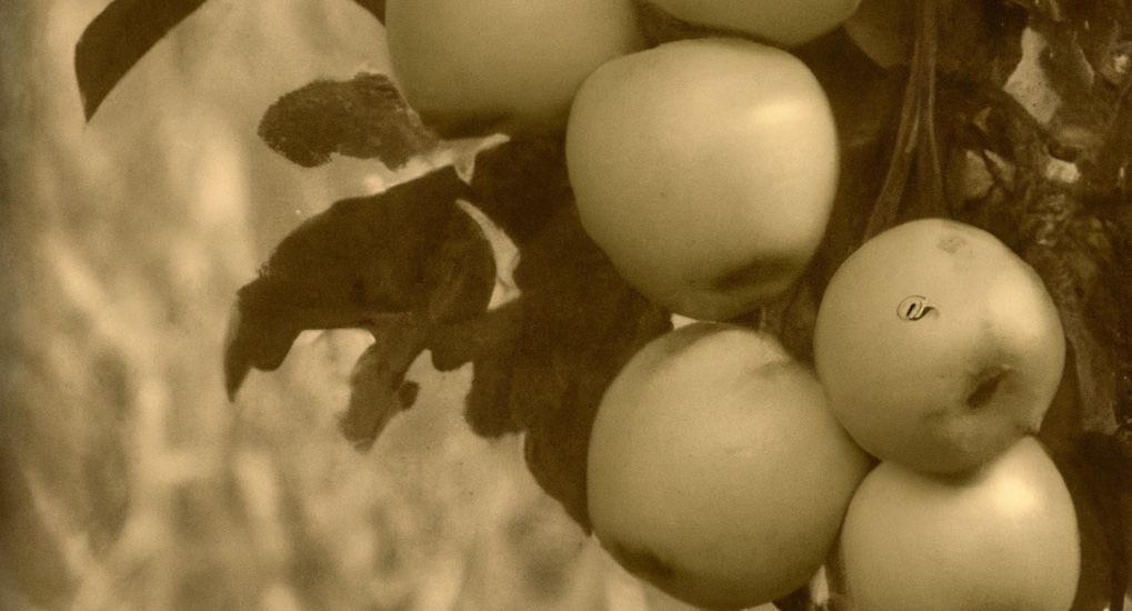 densidad nutricional ecologico