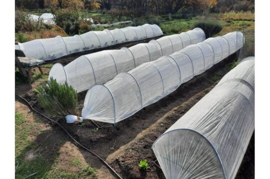 USo tela termica huerto de invierno