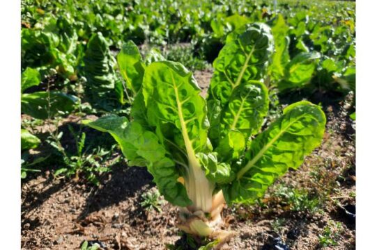 Acelgas_Finca_La_Bellota