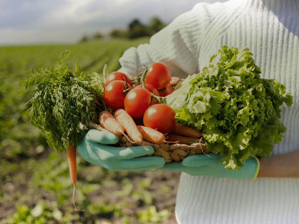 banner2 comefruta2 - Frutería online - Comprar Fruta y verdura a domicilio 🏠