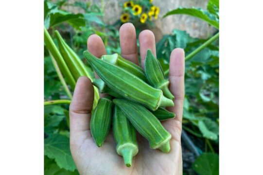 Okra