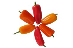 pimiento dulce tricolor 3 - Pimiento dulce tricolor