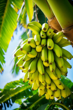 plátanos de Canarias, comprar plátanos online, plátanos Cavendish, plátanos de La Palma, plátanos frescos, plátanos naturales, plátanos madurados, fruta de Canarias, fruta de La Palma, plátanos premium,