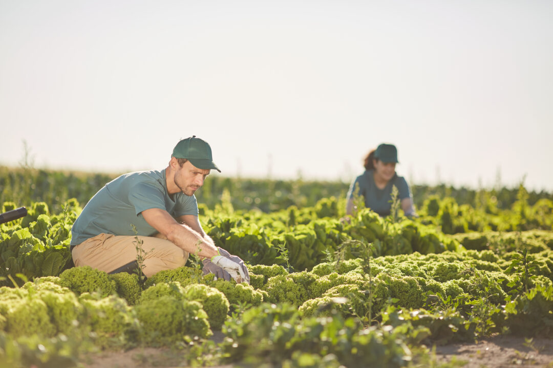fruta de temporada, frutas y verduras de temporada, comprar frutas y verduras directamente al agricultor, frutas de temporada españa, naranjas directas del agricultor, fruta online, verdura online, comprar fruta y verdura online, comprar de agricultor