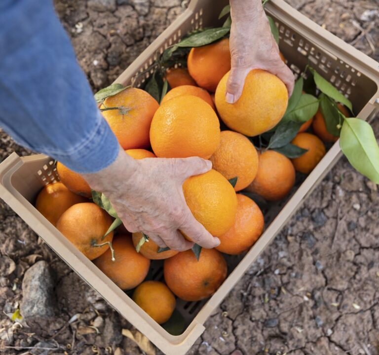 fruta de temporada, frutas y verduras de temporada, comprar frutas y verduras directamente al agricultor, frutas de temporada españa, naranjas directas del agricultor, fruta online, verdura online, comprar fruta y verdura online, comprar de agricultor