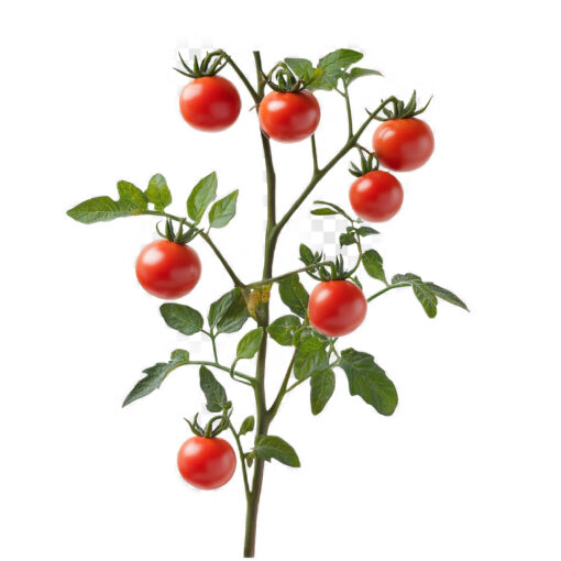 planta de tomate, plantel de tomate, comprar planta de tomate, tomate para huerto, planta de tomate ecológica, tomate de temporada, cultivo de tomate, semillas de tomate, plántula de tomate, tomate para maceta, tomate para jardín