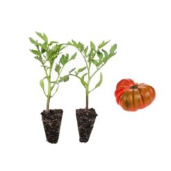 planta de tomate, plantel de tomate, comprar planta de tomate, tomate para huerto, planta de tomate ecológica, tomate de temporada, cultivo de tomate, semillas de tomate, plántula de tomate, tomate para maceta, tomate para jardín