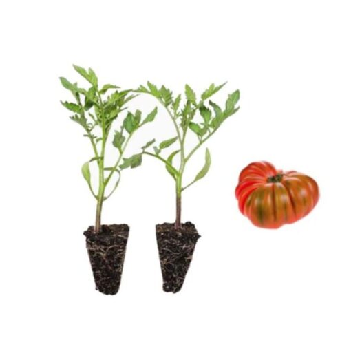 planta de tomate, plantel de tomate, comprar planta de tomate, tomate para huerto, planta de tomate ecológica, tomate de temporada, cultivo de tomate, semillas de tomate, plántula de tomate, tomate para maceta, tomate para jardín