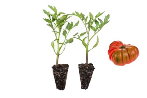 Plantel tomate