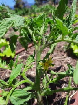 Flor del tomate