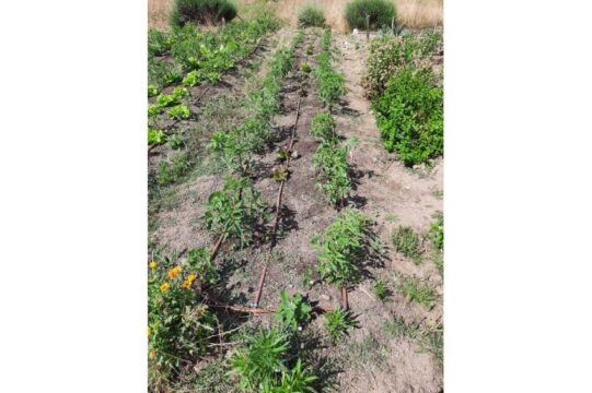 Huerto verano Comefruta