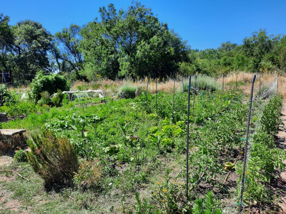 Emparrado tomateras