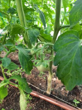 Primeros tomates