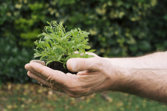 Agricultura regenerativa def - Beneficios de la Agricultura Regenerativa: Más allá de la sostenibilidad