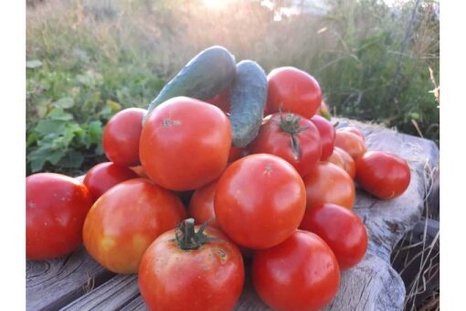 Tomate agricultura regenerativa