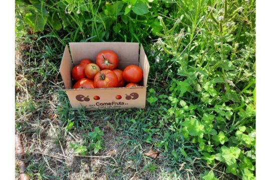 Tomate agricultura regenerativa Comefruta