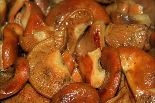 Receta níscalos