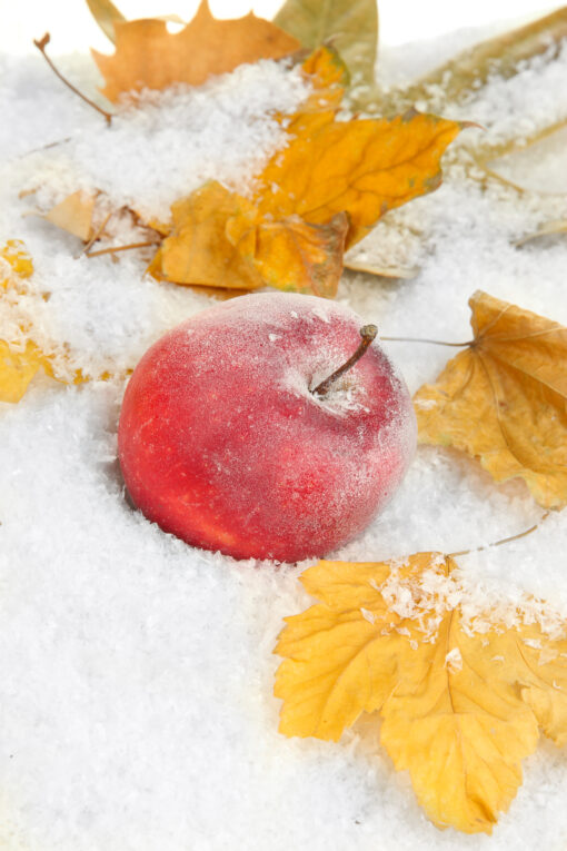 manzana de hielo, manzana especial, manzana congelada, manzana unica, manzana dulce, manzana online, manzana españa