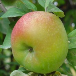 manzana de hielo, manzana especial, manzana congelada, manzana unica, manzana dulce, manzana online, manzana españa