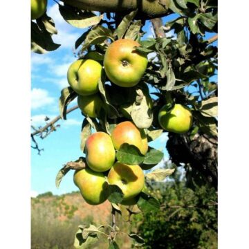 Manzana Esperiega del Rincón de Ademuz