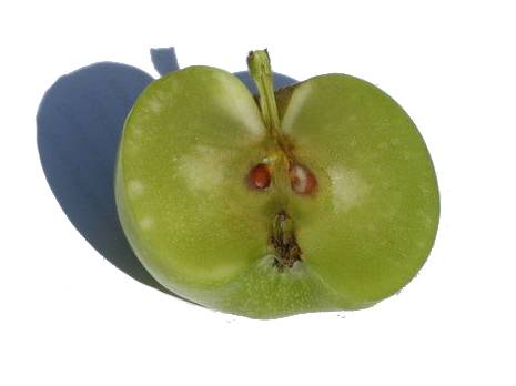 Manzana de Hielo del Rincón de Ademuz