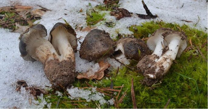 seta marzuelo españa