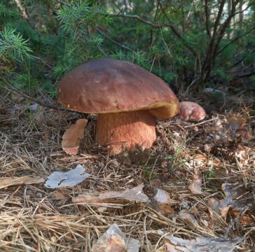 boletus pinicola españa