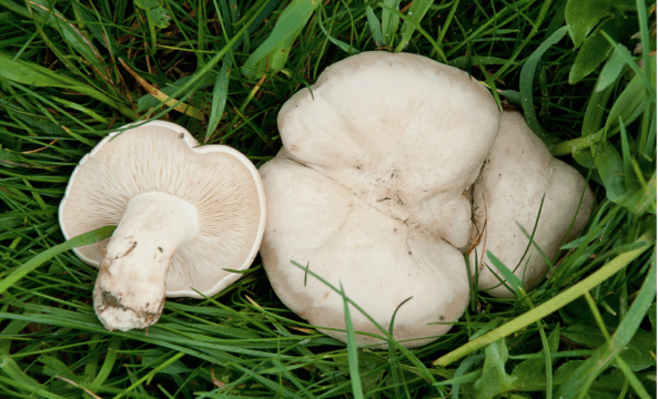 Perrechico - 3 secretos esenciales del perrechico: cómo reconocerlo, dónde encontrarlo y cómo cocinarlo