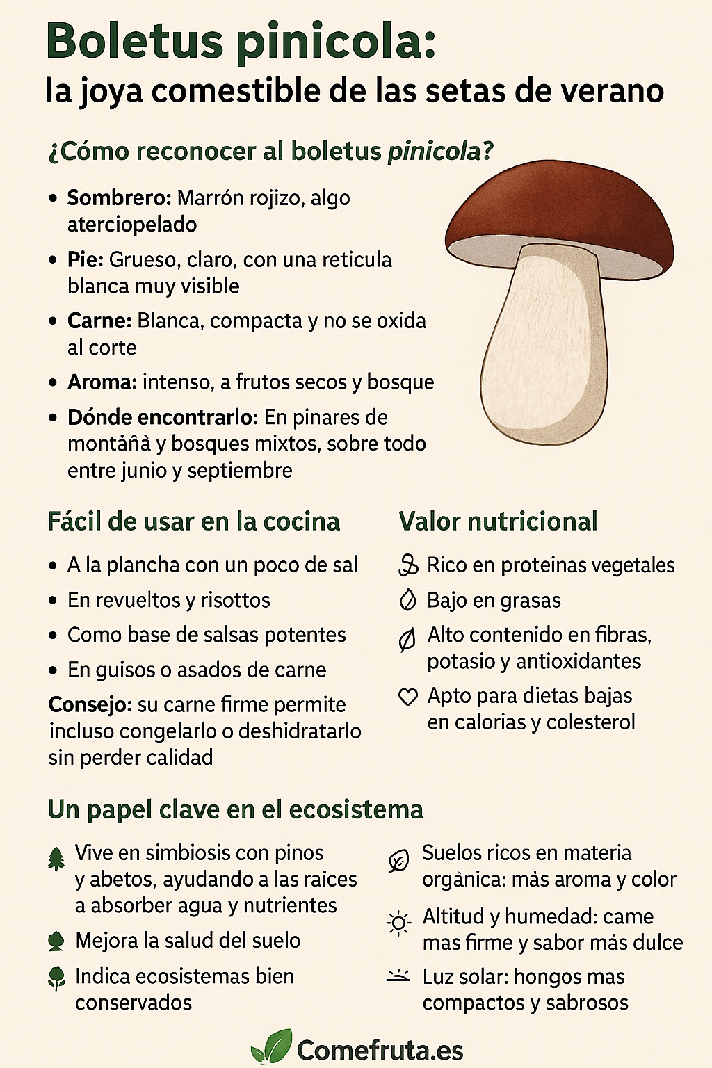 infografia boletus pinicola - Boletus pinicola: la joya comestible de las setas de verano