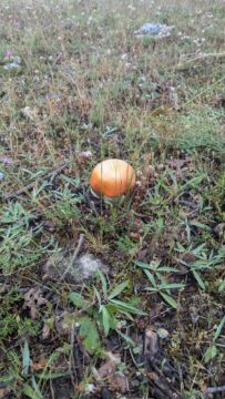 Amanita cesarea def - 7 motivos para probar la Amanita cesárea: La reina de las setas gourmet
