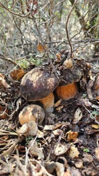 Boletus aereus def - Boletus aereus: 5 consejos imprescindibles para reconocerlo