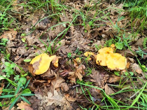 Rebozuelo 1 - 4 claves para reconocer y disfrutar el rebozuelo como un chef