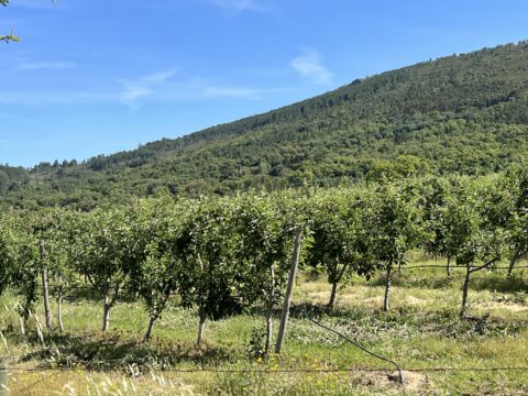 frutales portugal - Frutas de pequeños productores de Portugal