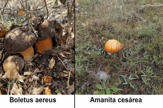 Aereus y cesarea - 🌲🍄 ¿Por qué no hay boletus aereus ni amanitas cesáreas este verano en el monte?