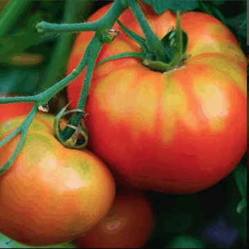Tomate calterras - Algunas curiosidades sobre tomates