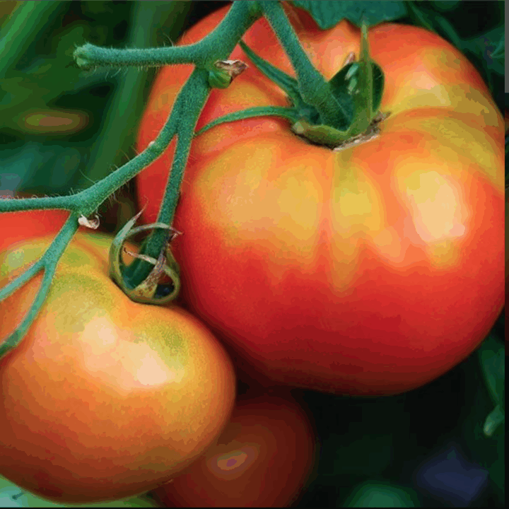 Tomate calterras - Algunas curiosidades sobre tomates