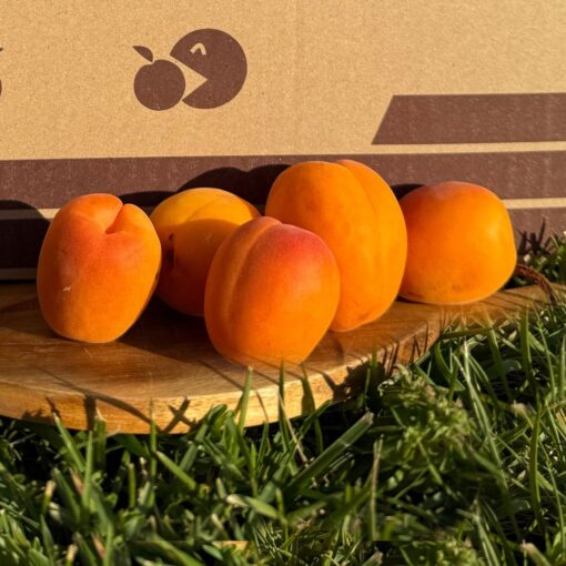 albaricoque, albaricoques, albaricoque natural, albaricoque fresco, comprar albaricoques, albaricoque online, fruta de hueso, fruta de temporada, albaricoques a domicilio, fruta fresca online, albaricoque dulce, albaricoque maduro, albaricoque ecológico, fruta de verano, albaricoque directo del agricultor