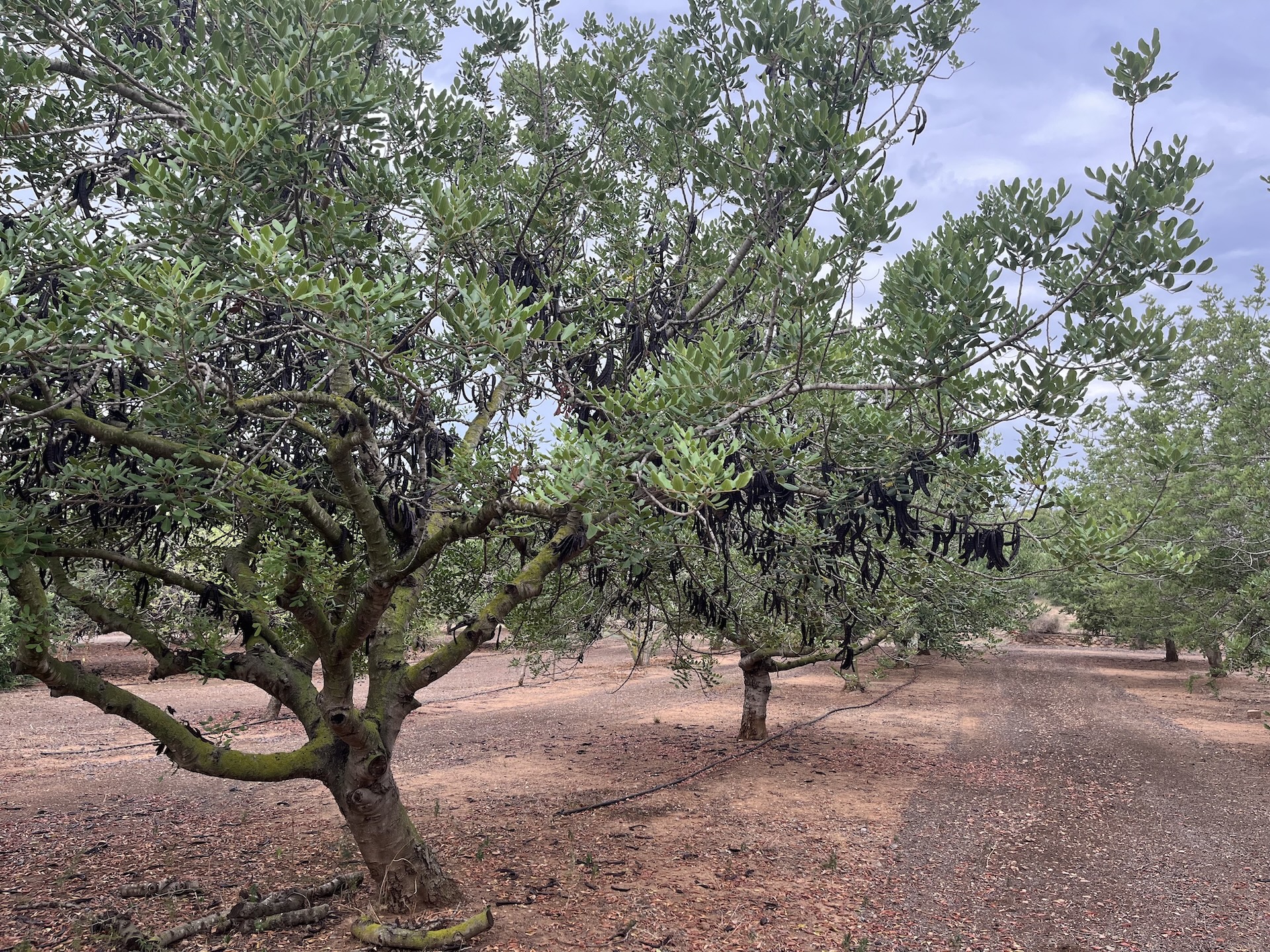 Entorno y cultivo en Finca ComeFruta (Tarragona)