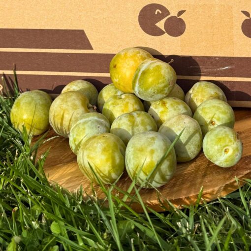 ciruela reina claudia, ciruelas reina claudia, comprar ciruela reina claudia, reina claudia fruta, precio ciruela reina claudia, reina claudia temporada, beneficios de la ciruela reina claudia, propiedades ciruela reina claudia, reina claudia vitaminas, reina claudia antioxidantes, reina claudia digestiva