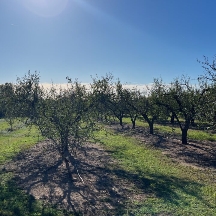 almendros tarragona - Frutería online - Comprar Fruta y verdura a domicilio 🏠
