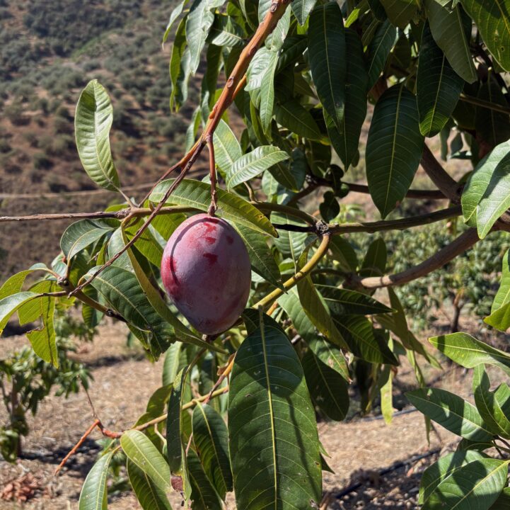 atxarquia malaga - Frutería online - Comprar Fruta y verdura a domicilio 🏠