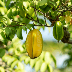 carambola en el arbol axarquia malaga - Carambola de Andalucía