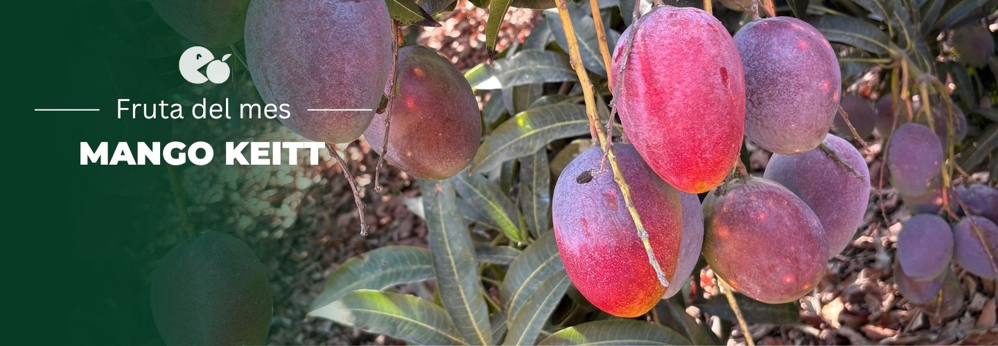 Comprar mango online, Mangos a domicilio, Mango fresco online, Mango natural a domicilio, Mango tropical online, mango españa, mango online