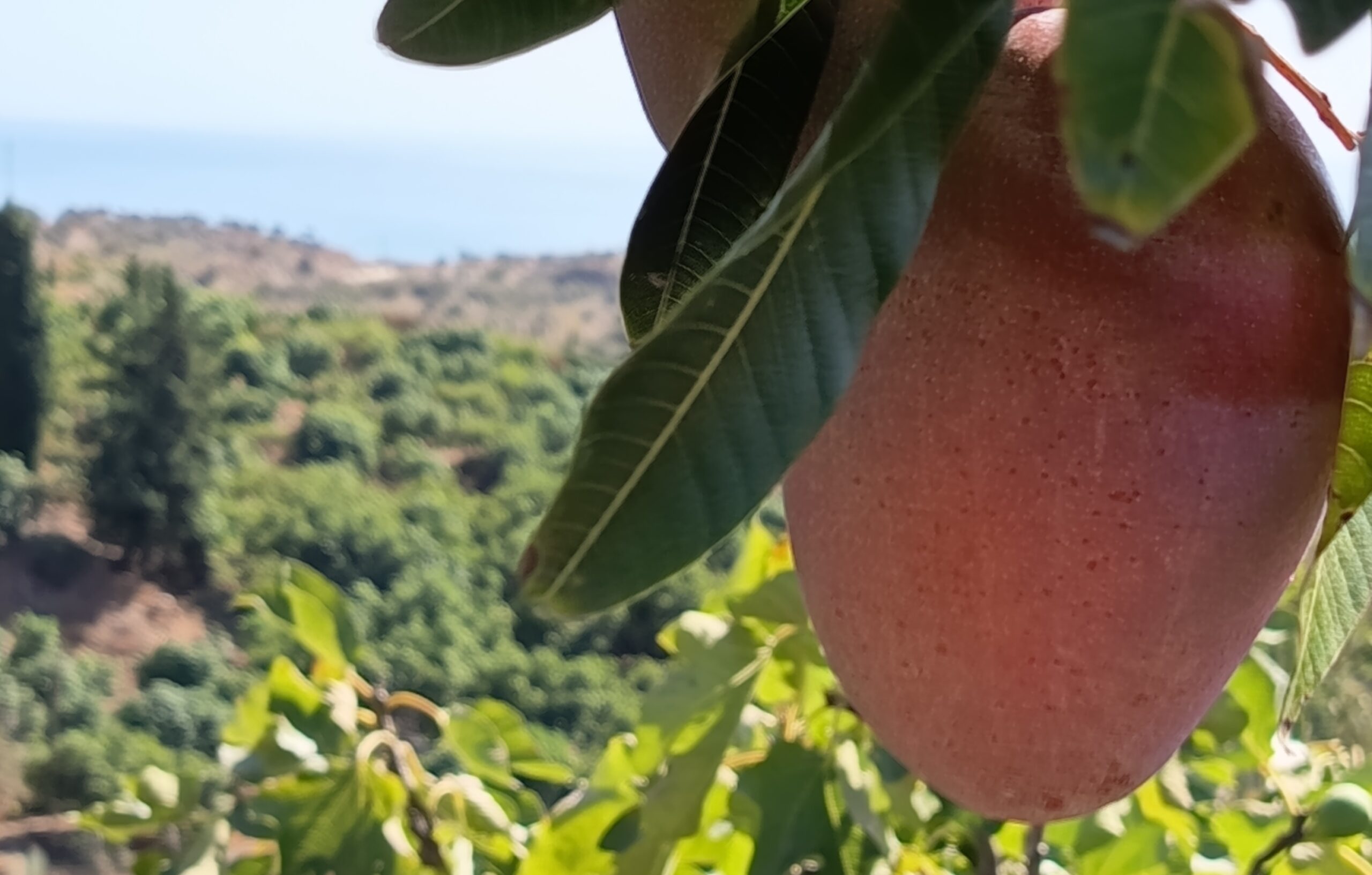 Cultivo de frutas tropicales en la Axarquía, Finca Vista Mar