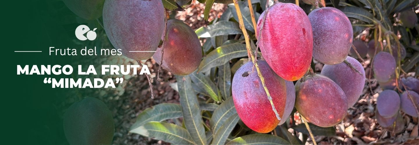 Comprar mango online, Mangos a domicilio, Mango fresco online, Mango natural a domicilio, Mango tropical online, mango españa, mango online