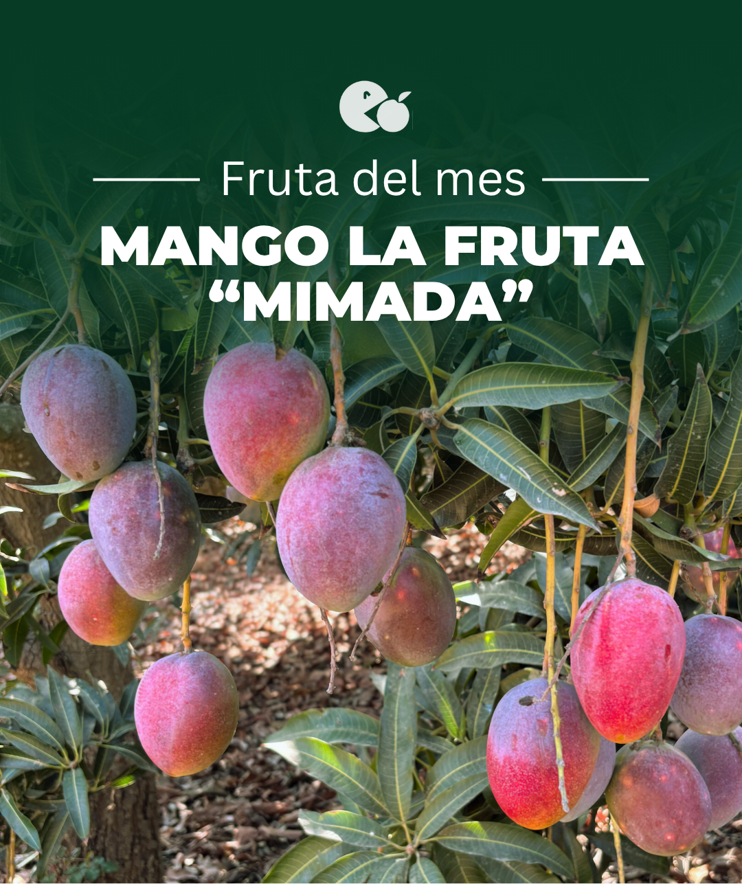 Comprar mango online, Mangos a domicilio, Mango fresco online, Mango natural a domicilio, Mango tropical online, mango españa, mango online